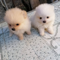 Mini Spitz
