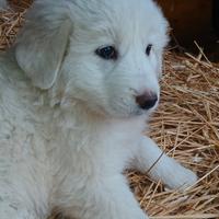 Cuccioli pastore maremmano