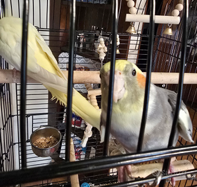 Calopsite allevate a mano