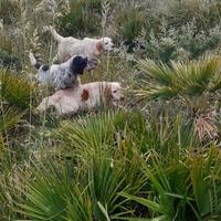 Cani da caccia - da ferma