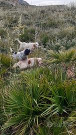 Cani da caccia - da ferma
