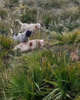 Cani da caccia - da ferma