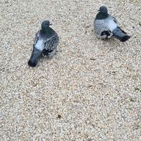 Piccioni mondani femmine