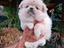 Immagine 4