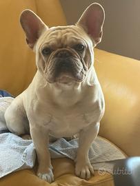 Bulldog francese esotico per monta