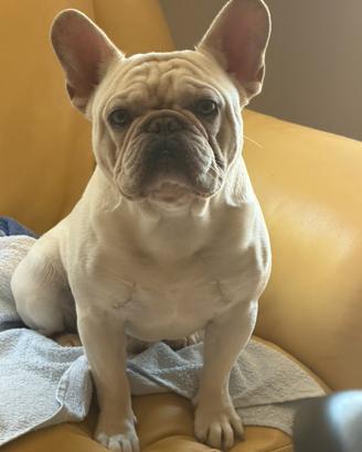 Bulldog francese esotico per monta