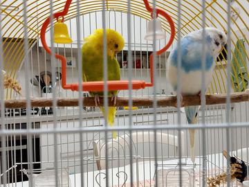 Cocoritas pappagallini