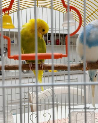 Cocoritas pappagallini