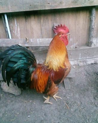 Gallo