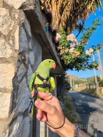 Pulli da imbecco Parrocchetto dal collare sessati