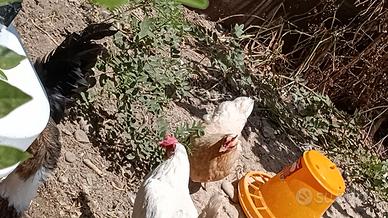 Animali