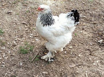 Gallina Brahma