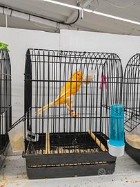 Disponibili canarini yorkshire