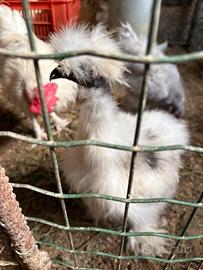 Gallo showgirl 