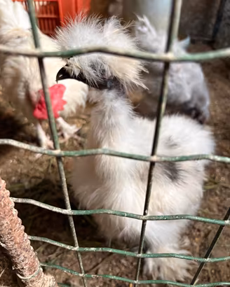 Gallo showgirl 