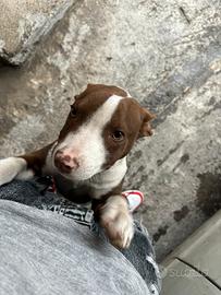 Pit bull cucciolo