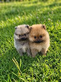 Spitz di Pomerania