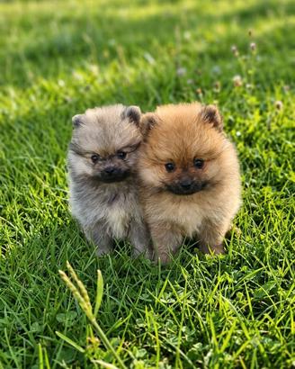 Spitz di Pomerania