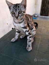 Gattina 2 mesi e mezzo tigrata