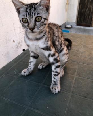 Gattina 2 mesi e mezzo tigrata