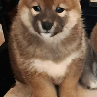 Shiba inu