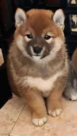 Shiba inu