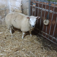 Agnello