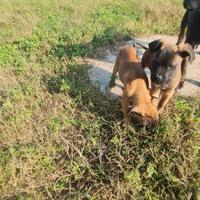 Cuccioli cane corso