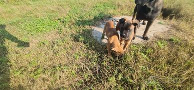 Cuccioli cane corso