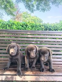Cuccioli di Labrador femmine cioccolato