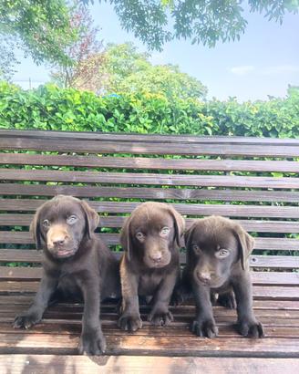 Cuccioli di Labrador femmine cioccolato