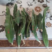 12 talee freschissime e mature  pitaya undatus buc