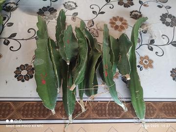 12 talee freschissime e mature  pitaya undatus buc
