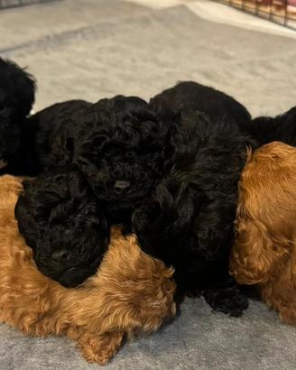 Cuccioli di barboncino nani