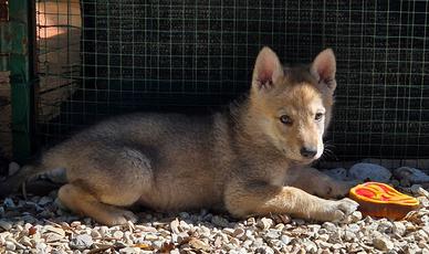 Lupo cecoslovacco pedigree