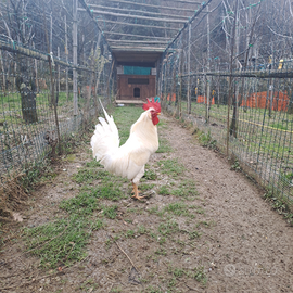 Gallo livornese