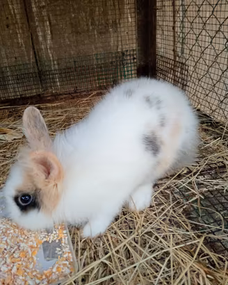 Coniglietto nano