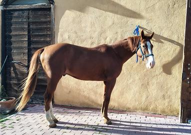 Cavallo