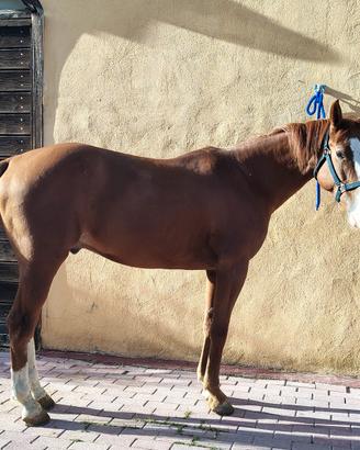 Cavallo