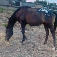 Cavallo puledro appaloosa