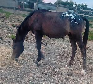 Cavallo puledro appaloosa