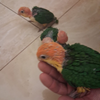 Caicco testa gialla