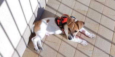 Jack Russell
