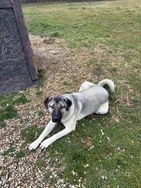 Kangal turco, femmine