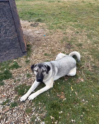 Kangal turco, femmine