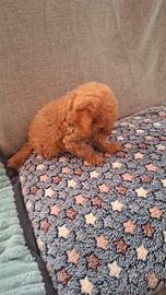 cani barboncini 