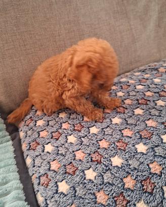 cani barboncini 