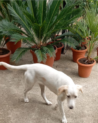 Cucciola