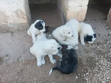 Cuccioli Asia centrale