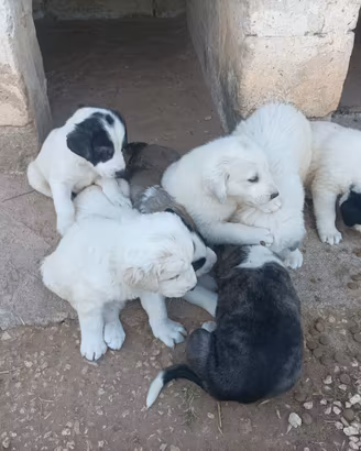 Cuccioli Asia centrale